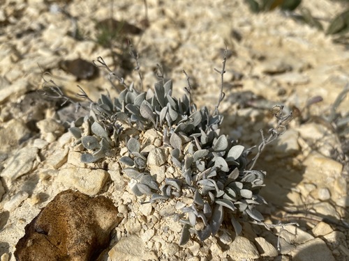 Image of Oval-Leaf Bladderpod (Physaria ovalifolia) by (c) Matt Berger, some rights reserved (CC BY)