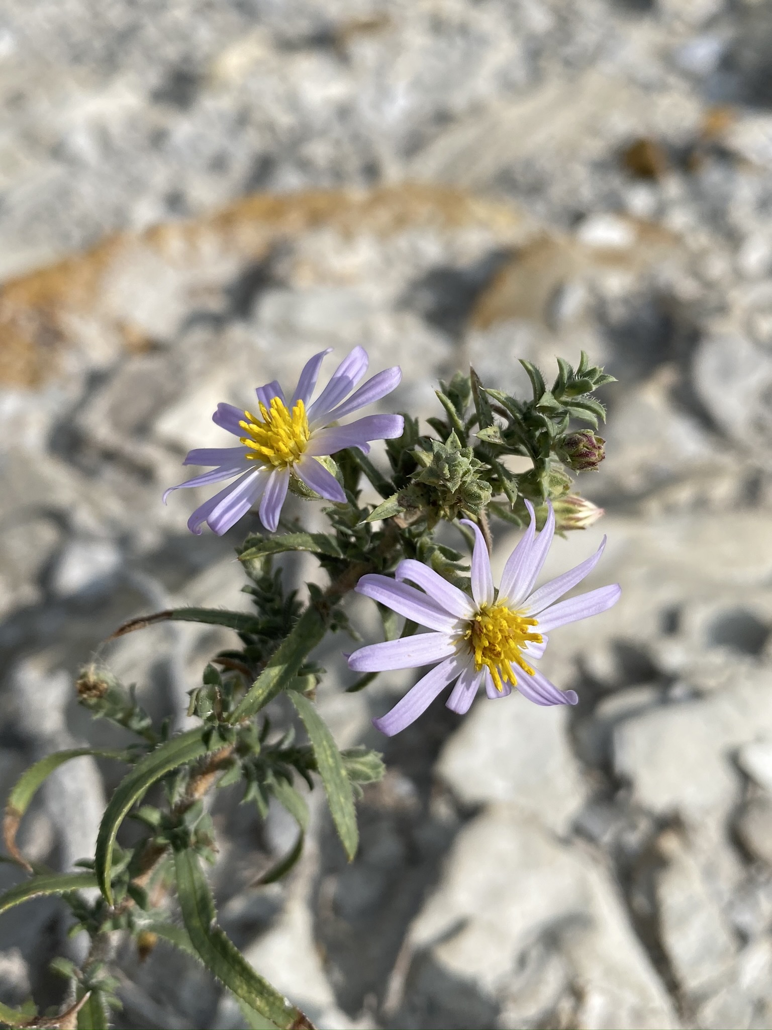 Symphyotrichum fendleri