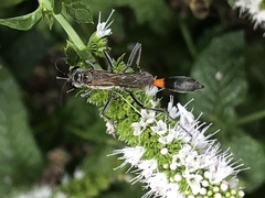Ammophila procera