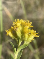 Solidago mollis