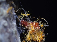 Epidaus famulus