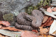 Crotalus willardi willardi