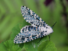 Zeuzera multistrigata