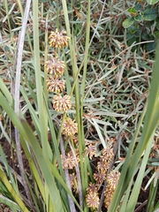 Lomandra multiflora multiflora