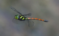 Polycanthagyna erythromelas