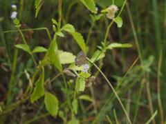 Luthrodes pandava peripatria