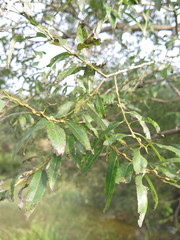 Salix pierotii