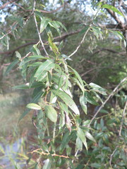 Salix pierotii