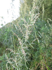 Artemisia umbrosa