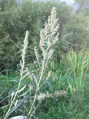 Artemisia selengensis