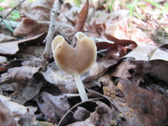 Helvella levis