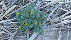 Physalis crassifolia infundibularis