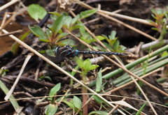 Rhionaeschna itatiaia