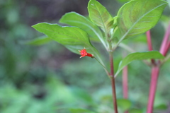 Fuchsia cylindracea