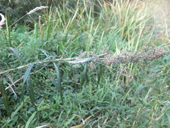 Artemisia selengensis