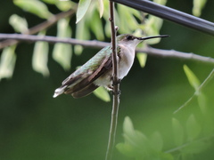 Archilochus colubris