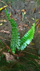 Hymenasplenium subnormale