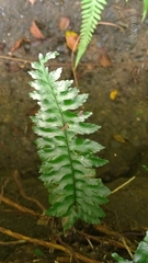 Hymenasplenium subnormale