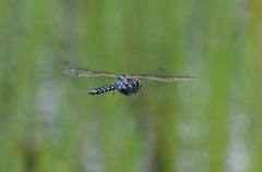 Rhionaeschna variegata