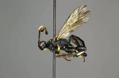 Cratichneumon sublatus