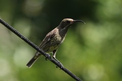 Chalcomitra amethystina