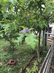Solanum wrightii