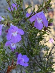 Hemigenia teretiuscula