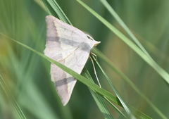 Lychnosea helveolaria