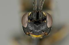 Cratichneumon sublatus