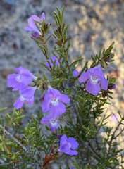 Hemigenia teretiuscula