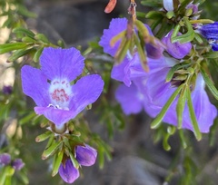 Hemigenia teretiuscula