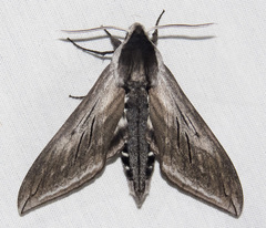 Sphinx perelegans