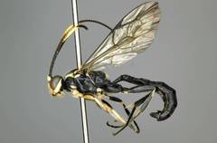 Cratichneumon sublatus