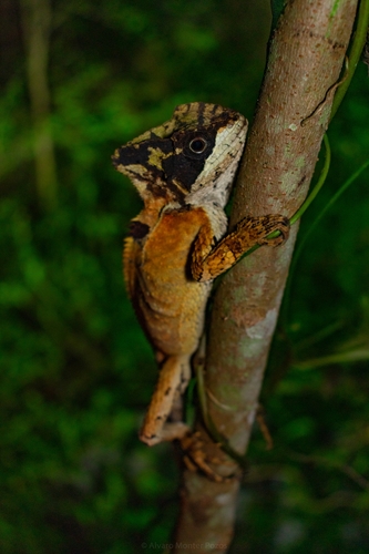 Hernandez’s Helmeted Basilisk
