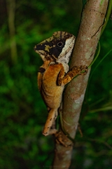 Hernandez's Helmeted Basilisk photo 2