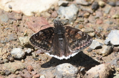 Erynnis pacuvius pacuvius