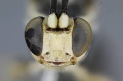 Cratichneumon sublatus