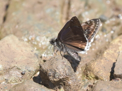 Erynnis pacuvius pacuvius