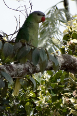 Tanygnathus gramineus