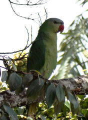Tanygnathus gramineus