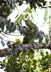 Tanygnathus gramineus