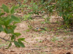 Saltatricula multicolor