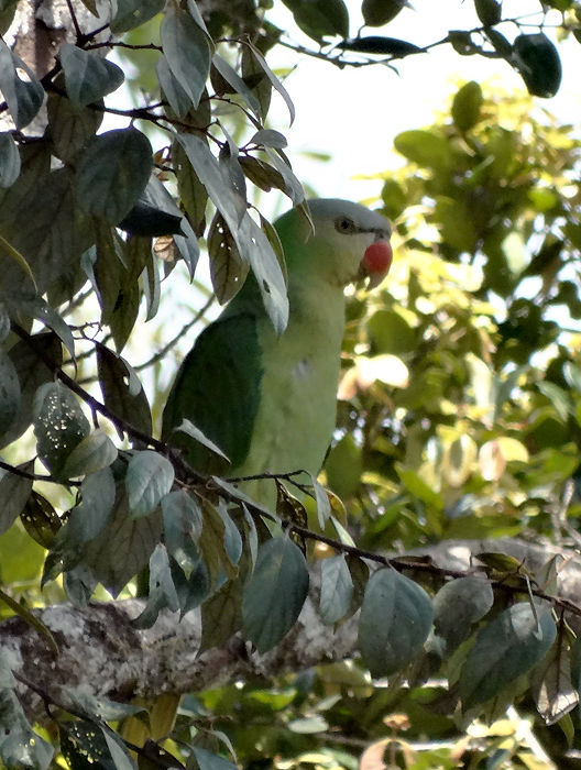 Black-lored Parrot illustration
