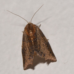 Sphingomorpha