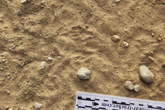 Dipodomys californicus