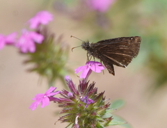 Erynnis meridianus