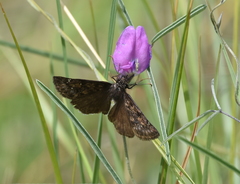 Erynnis meridianus