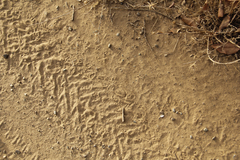 Dipodomys californicus