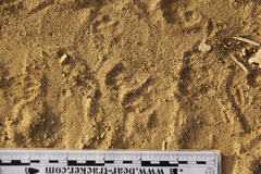 Dipodomys californicus