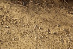 Dipodomys californicus